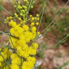 Acacia subulata at Isaacs Ridge and Nearby - 2 Jan 2024