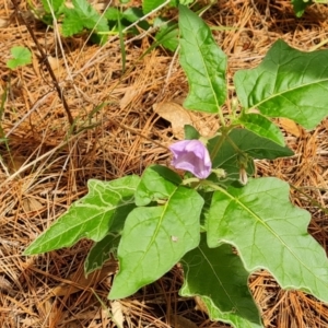 Solanum cinereum at Isaacs Ridge and Nearby - 2 Jan 2024 04:09 PM