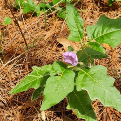 Solanum cinereum (Narrawa Burr) at Isaacs Ridge and Nearby - 2 Jan 2024 by Mike