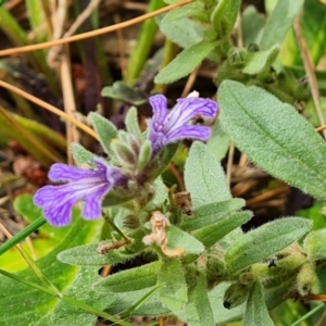 Ajuga australis at Isaacs Ridge and Nearby - 2 Jan 2024