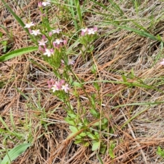 Centaurium erythraea (Common Centaury) at Mawson, ACT - 2 Jan 2024 by Mike