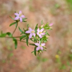 Centaurium tenuiflorum (Branched Centaury) at Isaacs Ridge and Nearby - 2 Jan 2024 by Mike