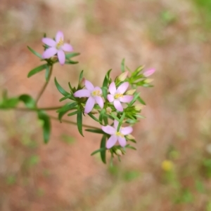 Centaurium tenuiflorum at Isaacs Ridge and Nearby - 2 Jan 2024 03:58 PM