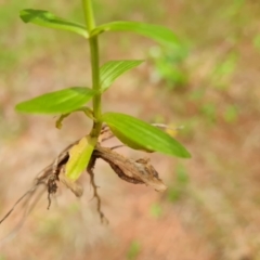 Centaurium tenuiflorum at Isaacs Ridge and Nearby - 2 Jan 2024 03:58 PM