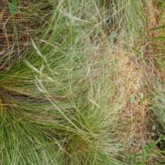 Nassella trichotoma (Serrated Tussock) at Isaacs Ridge and Nearby - 2 Jan 2024 by Mike