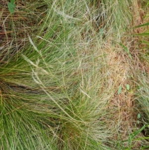 Nassella trichotoma at Isaacs Ridge and Nearby - 2 Jan 2024