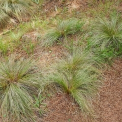 Nassella trichotoma at Isaacs Ridge and Nearby - 2 Jan 2024