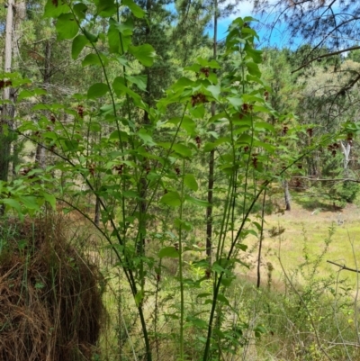 Leycesteria formosa (Himalayan Honeysuckle) at Isaacs Ridge - 2 Jan 2024 by Mike