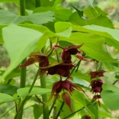 Leycesteria formosa at Isaacs Ridge and Nearby - 2 Jan 2024 03:41 PM