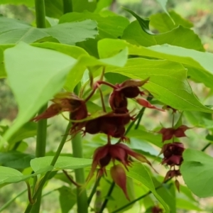 Leycesteria formosa at Isaacs Ridge and Nearby - 2 Jan 2024