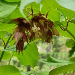 Leycesteria formosa at Isaacs Ridge and Nearby - 2 Jan 2024