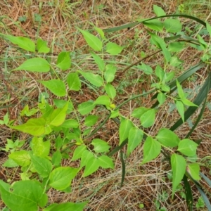 Leycesteria formosa at Isaacs Ridge and Nearby - 2 Jan 2024