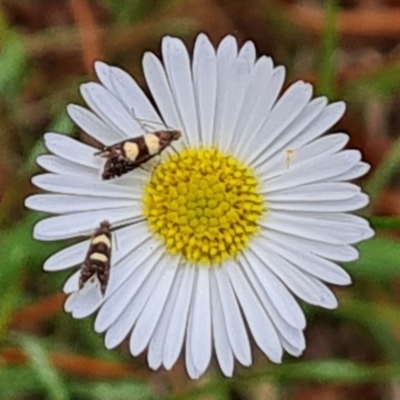 Glyphipterix chrysoplanetis (A Sedge Moth) at Isaacs Ridge and Nearby - 2 Jan 2024 by Mike