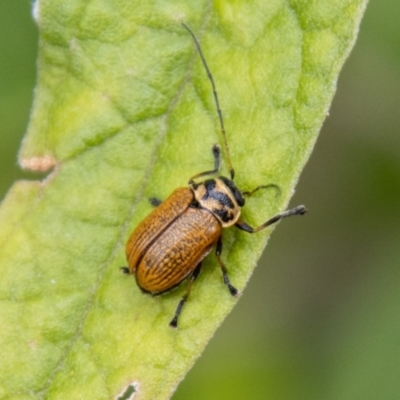 Cadmus (Cadmus) aurantiacus (Leaf beetle) at Paddys River, ACT - 29 Dec 2023 by SWishart