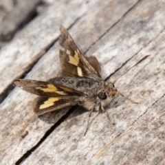 Trapezites phigalioides (Montane Ochre) at Paddys River, ACT - 29 Dec 2023 by SWishart