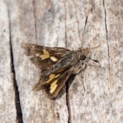 Trapezites phigalioides at Tidbinbilla Nature Reserve - 29 Dec 2023