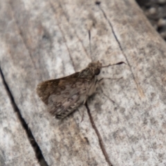 Trapezites phigalioides at Tidbinbilla Nature Reserve - 29 Dec 2023