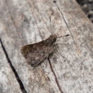 Trapezites phigalioides at Tidbinbilla Nature Reserve - 29 Dec 2023 02:14 PM