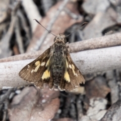 Trapezites phigalioides (Montane Ochre) at Tidbinbilla Nature Reserve - 29 Dec 2023 by SWishart