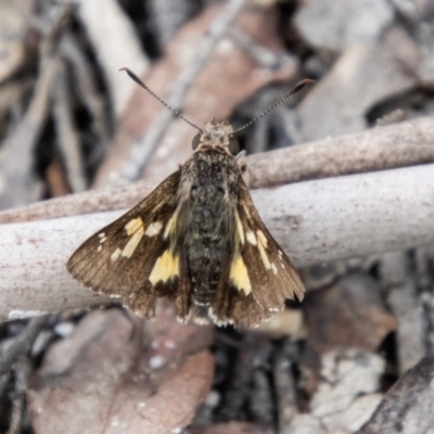 Trapezites phigalioides (Montane Ochre) at Tidbinbilla Nature Reserve - 29 Dec 2023 by SWishart