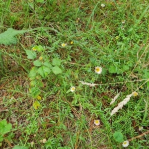 Erigeron karvinskianus at Isaacs Ridge and Nearby - 2 Jan 2024