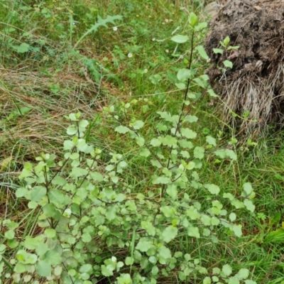 Pittosporum tenuifolium (Kohuhu) at Isaacs Ridge and Nearby - 2 Jan 2024 by Mike