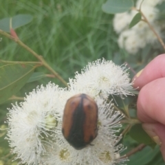 Unidentified Beetle (Coleoptera) at Upper Kangaroo River, NSW - 2 Jan 2024 by Baronia