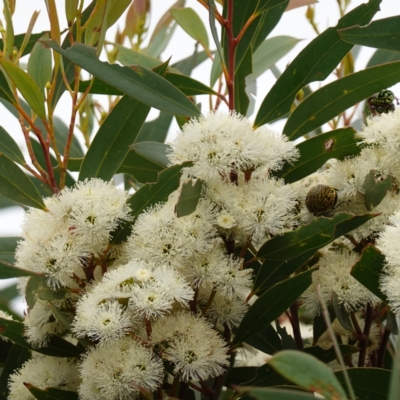 Eucalyptus obstans (Port Jackson Mallee) at Vincentia, NSW - 1 Jan 2024 by RobG1