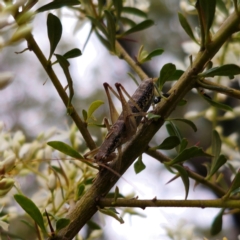 Coptaspis sp. (genus) at Monga National Park - 2 Jan 2024