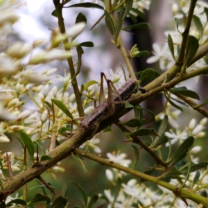 Coptaspis sp. (genus) at Monga National Park - 2 Jan 2024