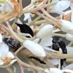 Mordellidae (family) (Unidentified pintail or tumbling flower beetle) at Deakin, ACT - 24 Dec 2023 by MichaelMulvaney