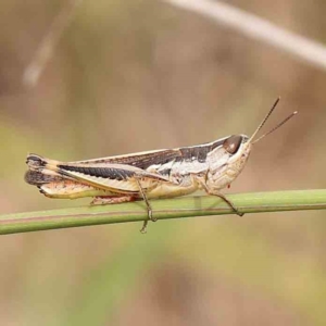 Macrotona australis at Dryandra St Woodland - 2 Jan 2024 01:53 PM