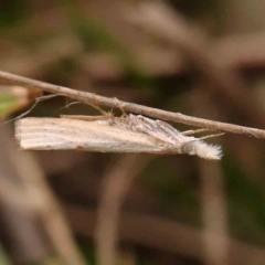 Culladia cuneiferellus (Crambinae moth) at Dryandra St Woodland - 2 Jan 2024 by ConBoekel