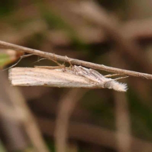 Culladia cuneiferellus at Dryandra St Woodland - 2 Jan 2024