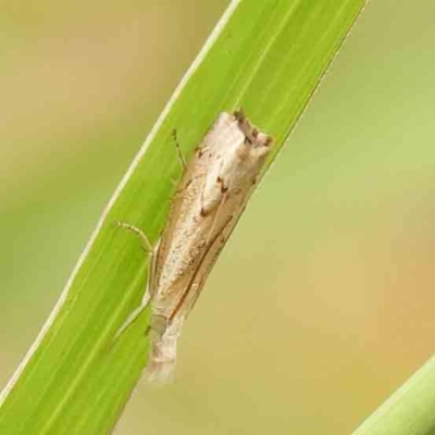 Culladia cuneiferellus (Crambinae moth) at Dryandra St Woodland - 2 Jan 2024 by ConBoekel