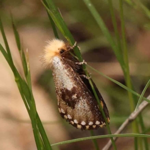 Epicoma (genus) at Dryandra St Woodland - 2 Jan 2024