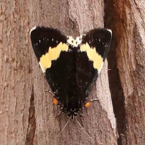 Eutrichopidia latinus at Dryandra St Woodland - 2 Jan 2024 02:08 PM