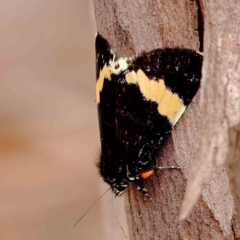 Eutrichopidia latinus at Dryandra St Woodland - 2 Jan 2024