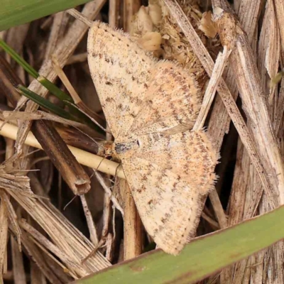 Scopula rubraria (Reddish Wave, Plantain Moth) at Dryandra St Woodland - 2 Jan 2024 by ConBoekel