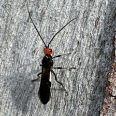 Callibracon capitator (White Flank Black Braconid Wasp) at Corroboree Park - 2 Jan 2024 by Pirom
