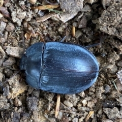 Pterohelaeus piceus at QPRC LGA - suppressed