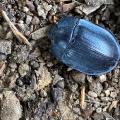 Pterohelaeus piceus at QPRC LGA - suppressed