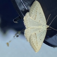 Taxeotis endela (Looper or geometer moth) by SteveBorkowskis
