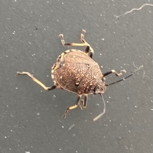 Platycoris rotundatus at Wanniassa, ACT - 2 Jan 2024