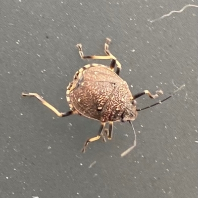 Platycoris rotundatus (A shield bug) at Wanniassa, ACT - 2 Jan 2024 by Jenjen