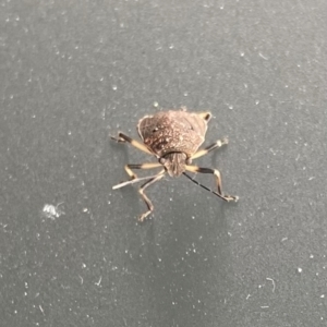 Platycoris rotundatus at Wanniassa, ACT - 2 Jan 2024