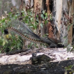 Menura novaehollandiae (Superb Lyrebird) at Monga, NSW - 2 Jan 2024 by Csteele4