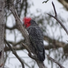 Callocephalon fimbriatum at Mount Mugga Mugga - suppressed