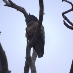 Callocephalon fimbriatum at Mount Mugga Mugga - suppressed