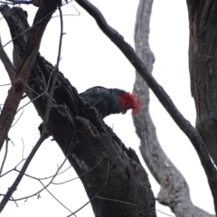 Callocephalon fimbriatum (Gang-gang Cockatoo) at Mount Mugga Mugga - 1 Jan 2024 by Mike